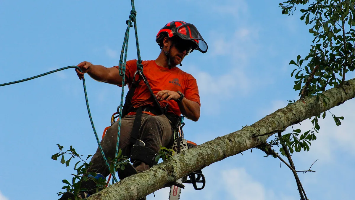 Brook Tree Service climber assessing a large tree